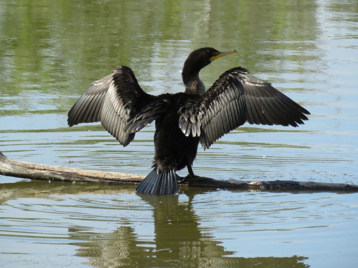 Double-crested Cormorant - Michele Blanchard