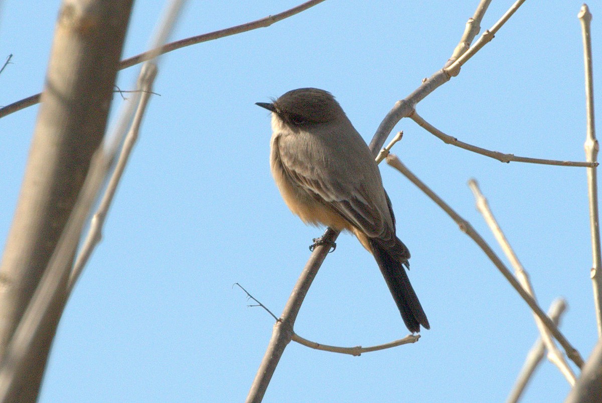 Say's Phoebe - ML140515201