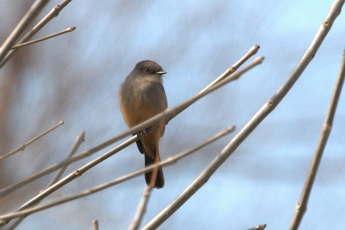 Say's Phoebe - ML140515211