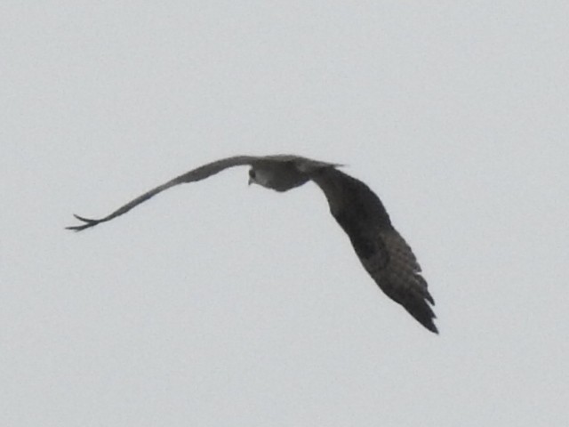 Osprey - ML140515231