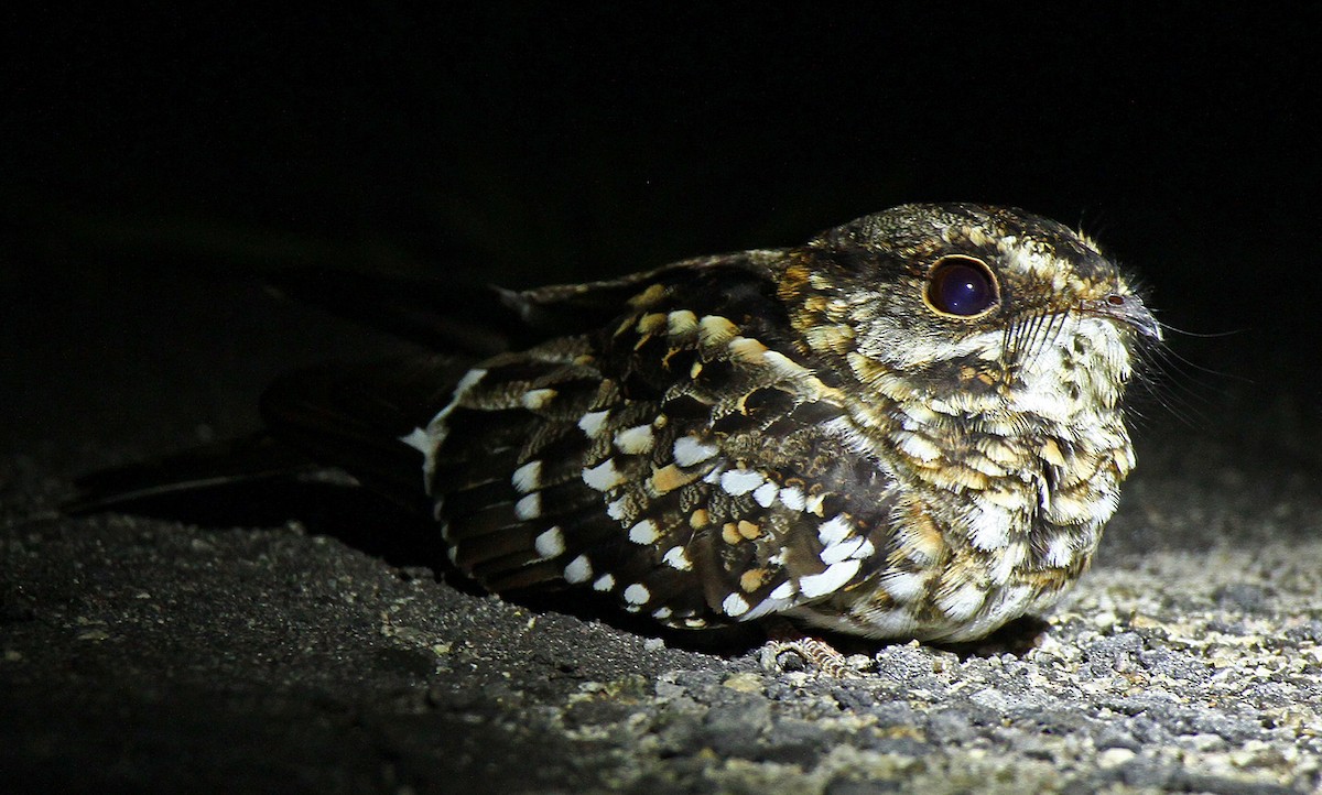 White-tailed Nightjar - ML140516071