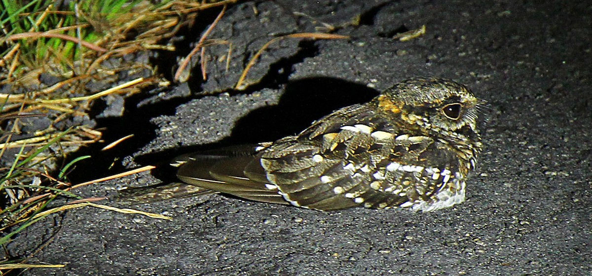 White-tailed Nightjar - Douglas Jeffries