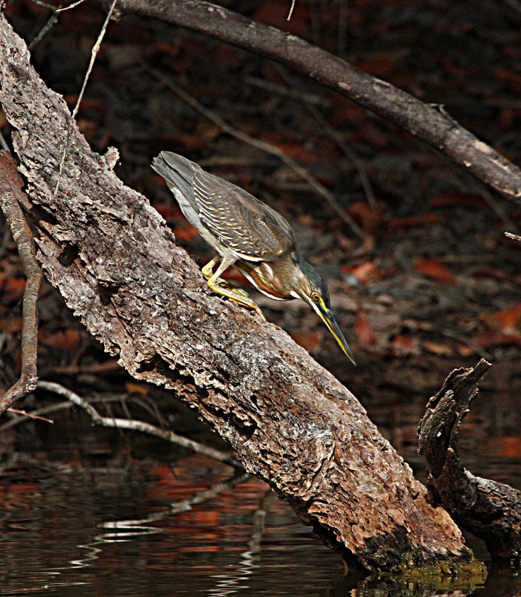 Striated Heron - Douglas Jeffries