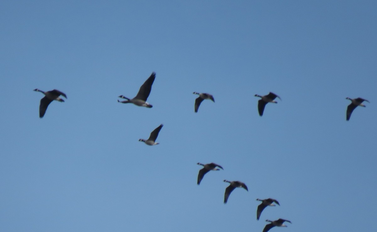 Cackling Goose - Esa Jarvi