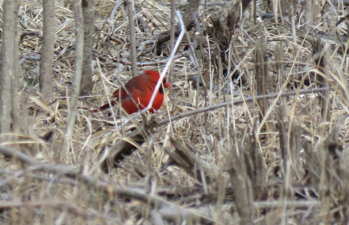 Northern Cardinal - ML140518251