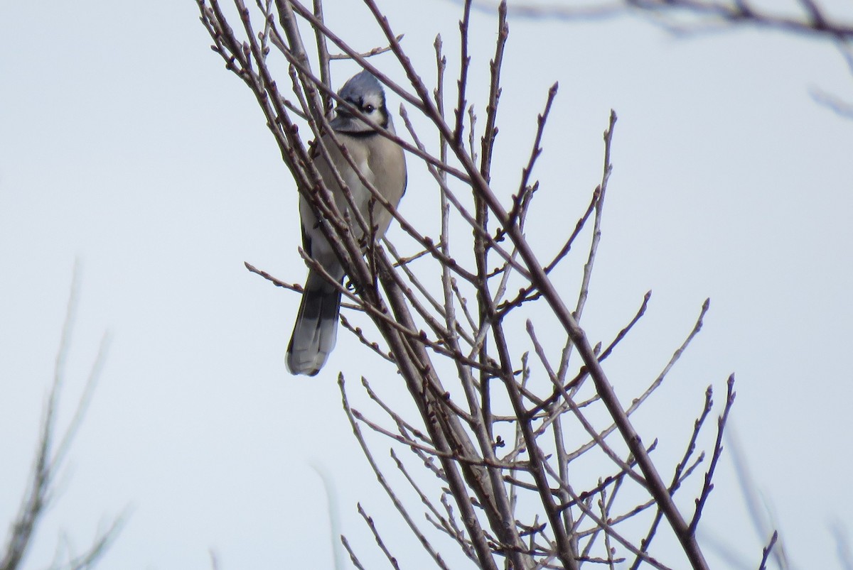 Blue Jay - ML140518441