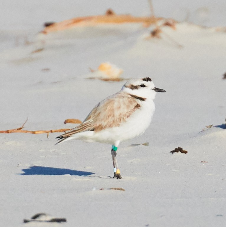 Snowy Plover - ML140518561