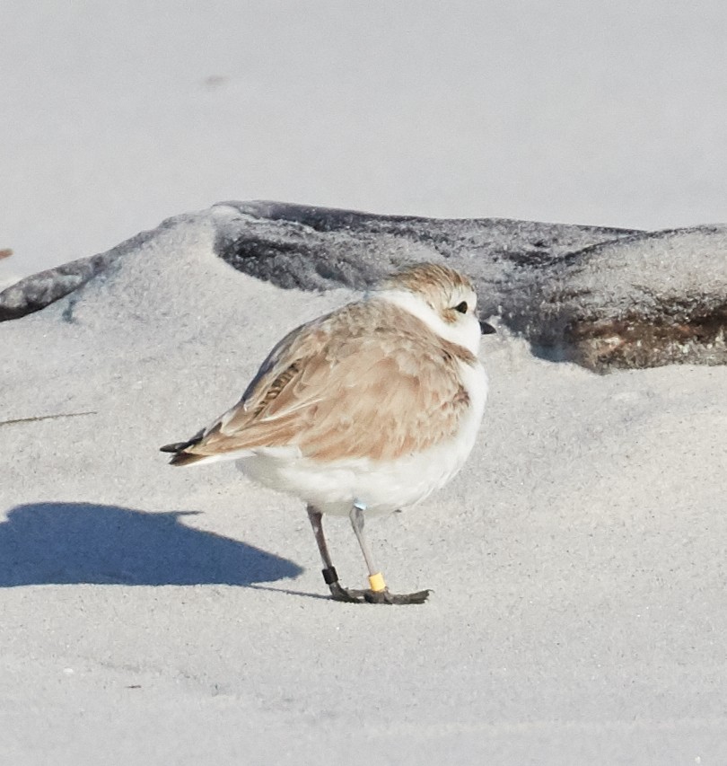 Snowy Plover - ML140518631