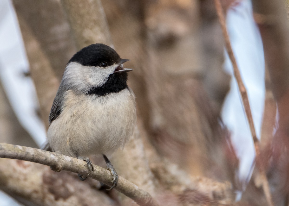 Carolina Chickadee - Charlie Bruggemann