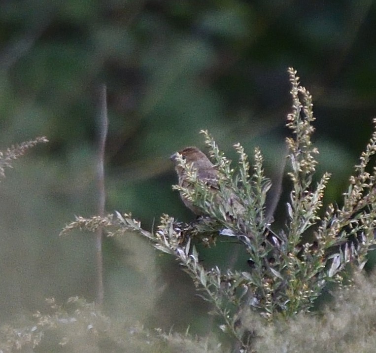 Blue Grosbeak - ML140519141