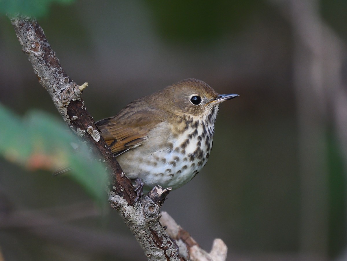 Hermit Thrush - ML140519681