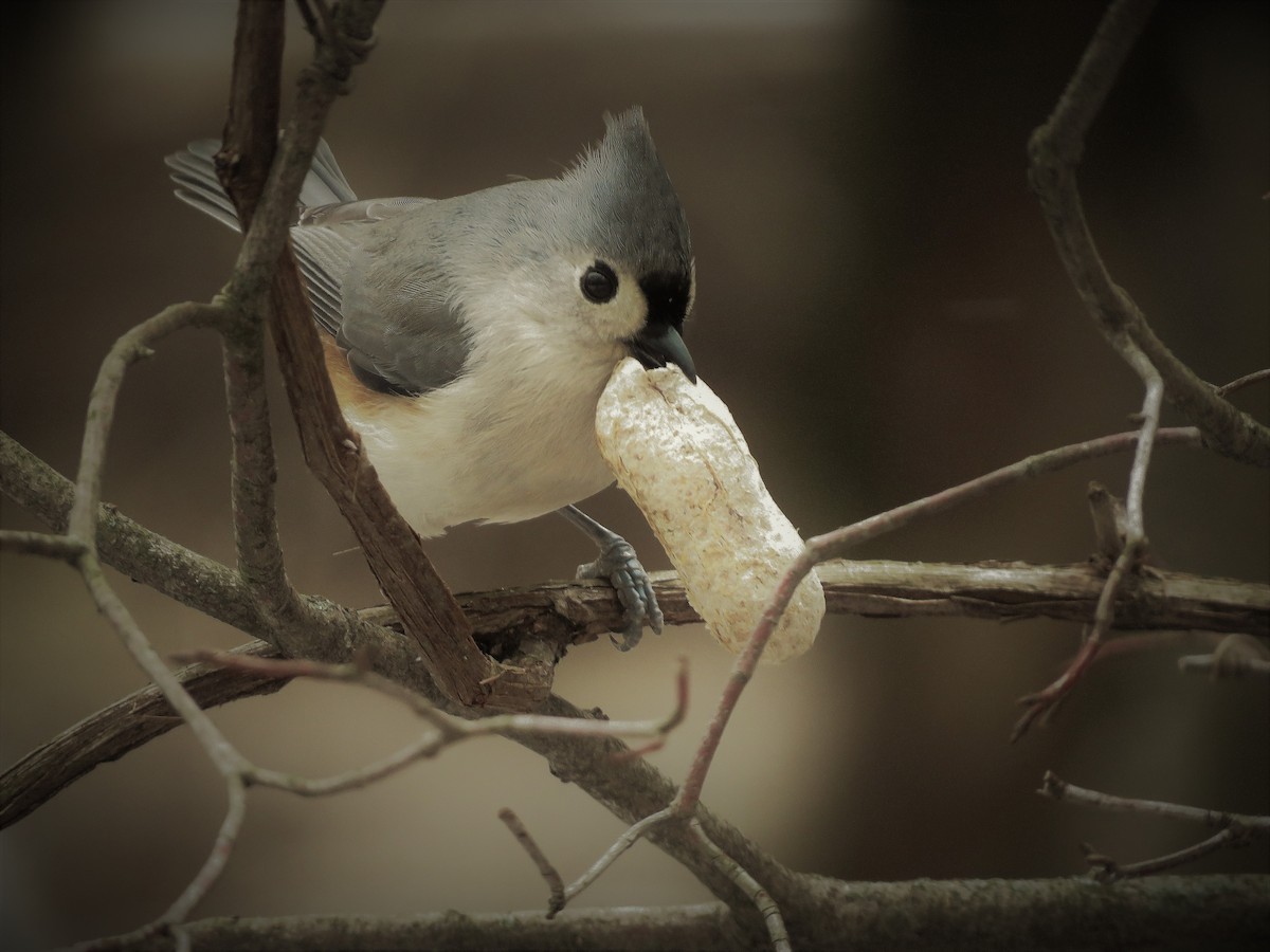 Tufted Titmouse - Anonymous