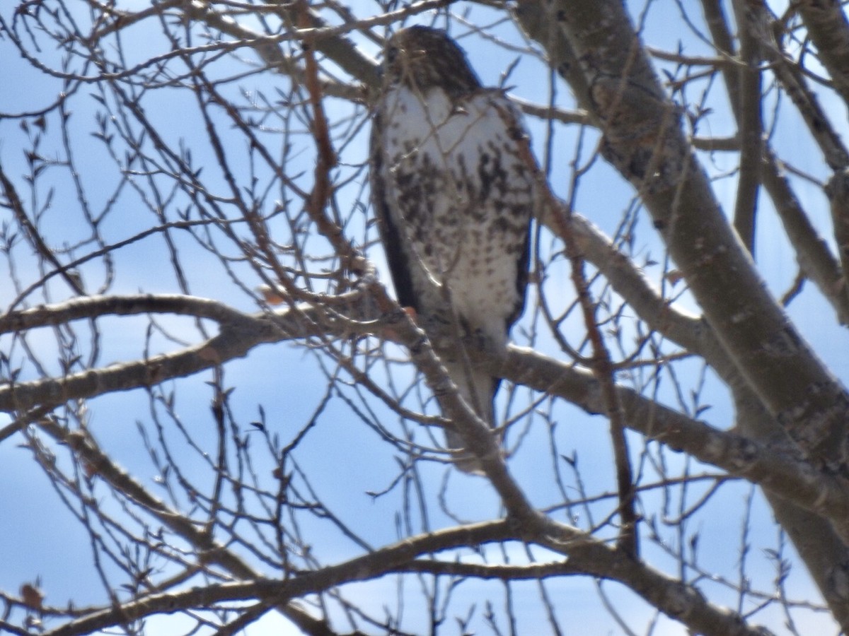 Red-tailed Hawk - Diane Roberts