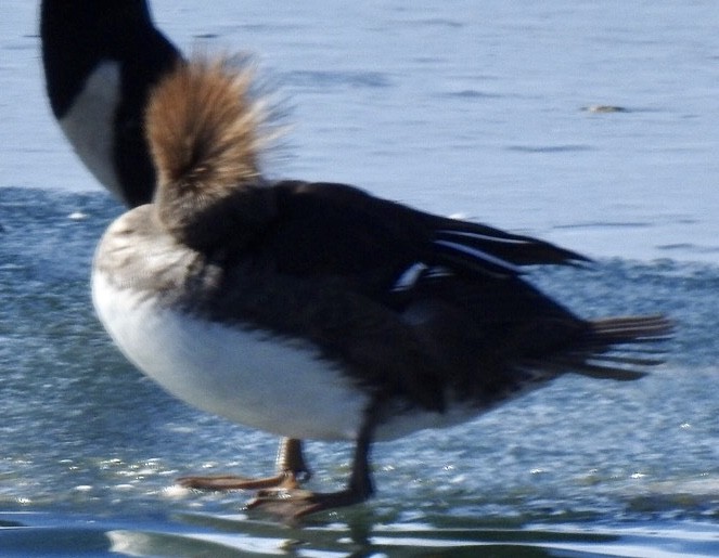 Hooded Merganser - Diane Roberts