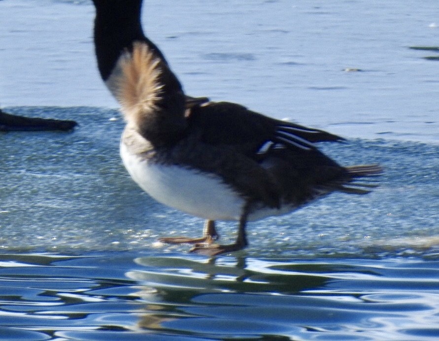 Hooded Merganser - Diane Roberts