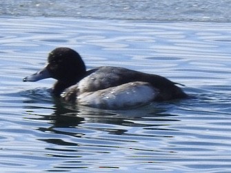 Greater Scaup - Diane Roberts