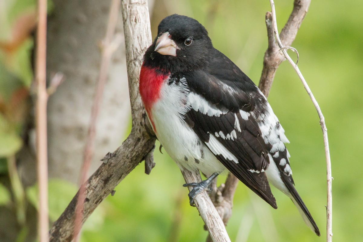 Rose-breasted Grosbeak - ML140525681