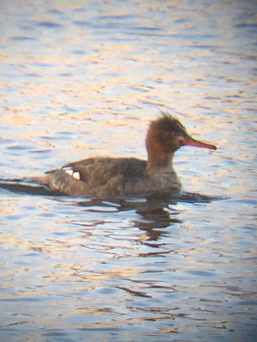 Red-breasted Merganser - ML140526691