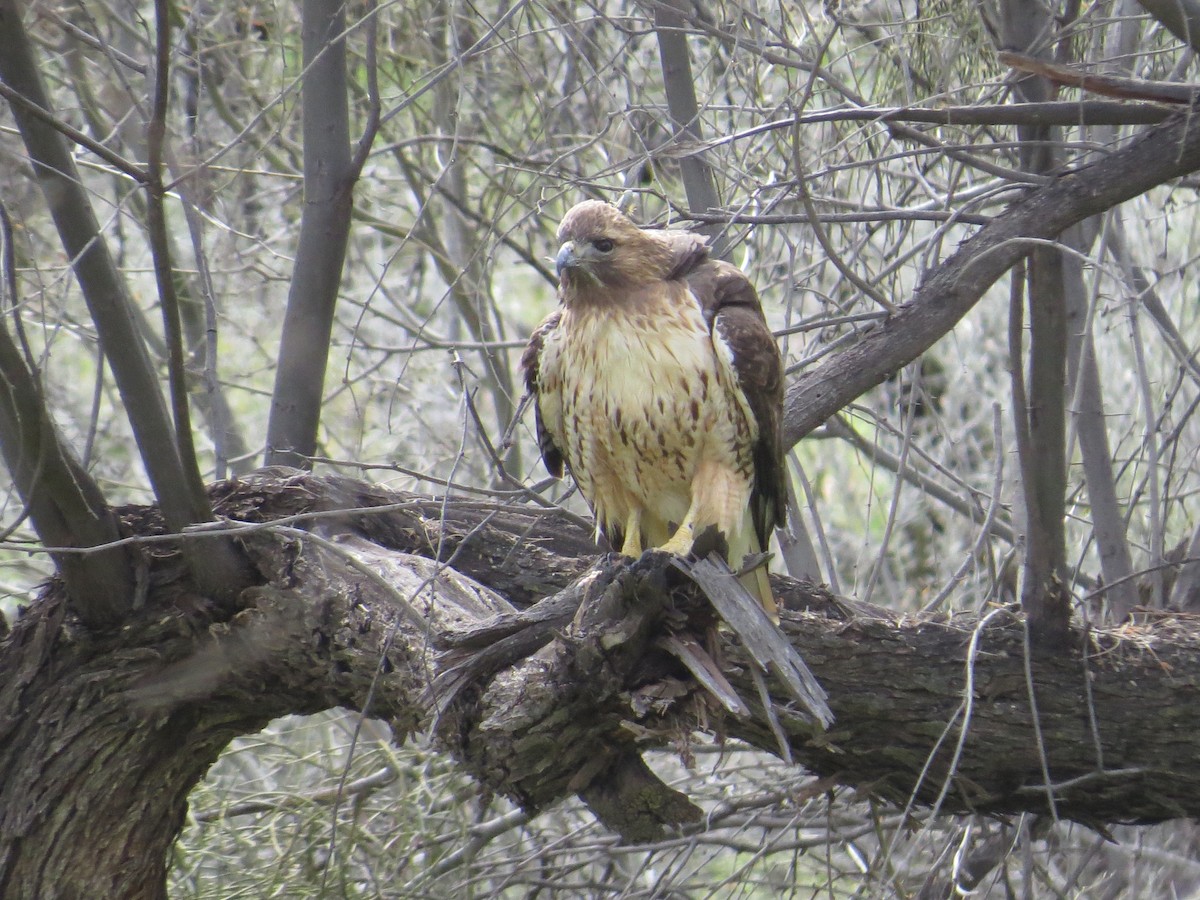 Red-tailed Hawk - ML140527451