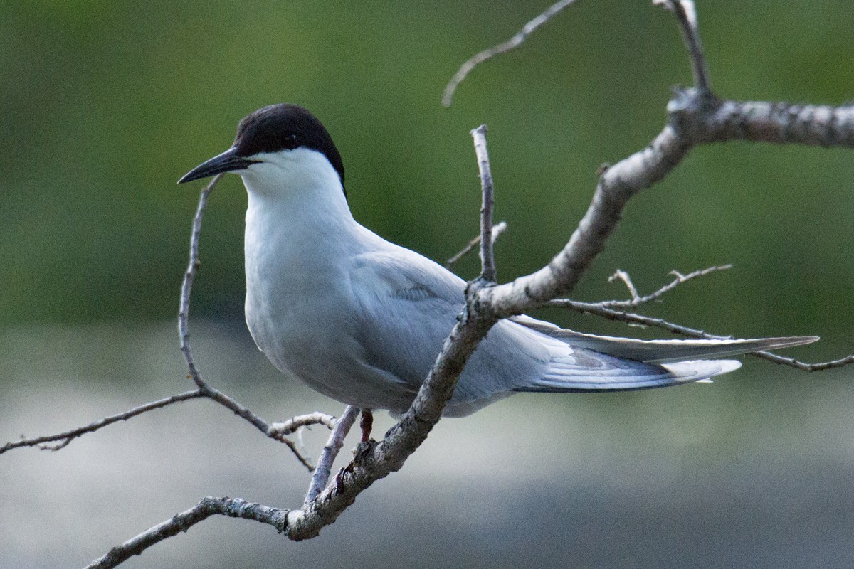 Common Tern - ML140528091