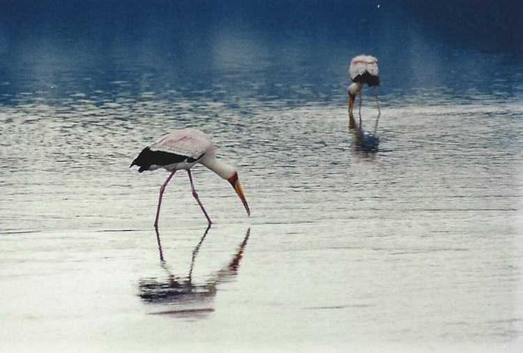 Yellow-billed Stork - Dick Plambeck