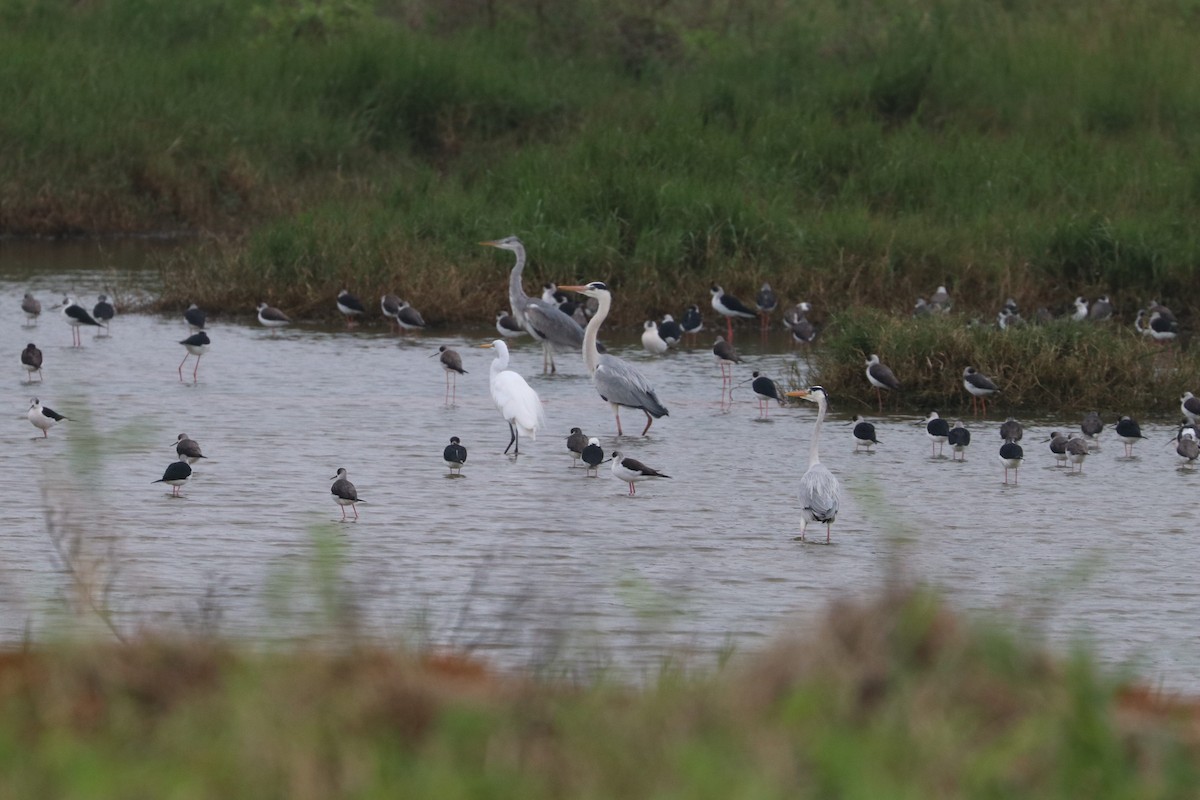 Northern Shoveler - ML140528381