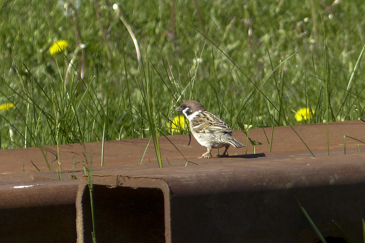 Eurasian Tree Sparrow - ML140528441