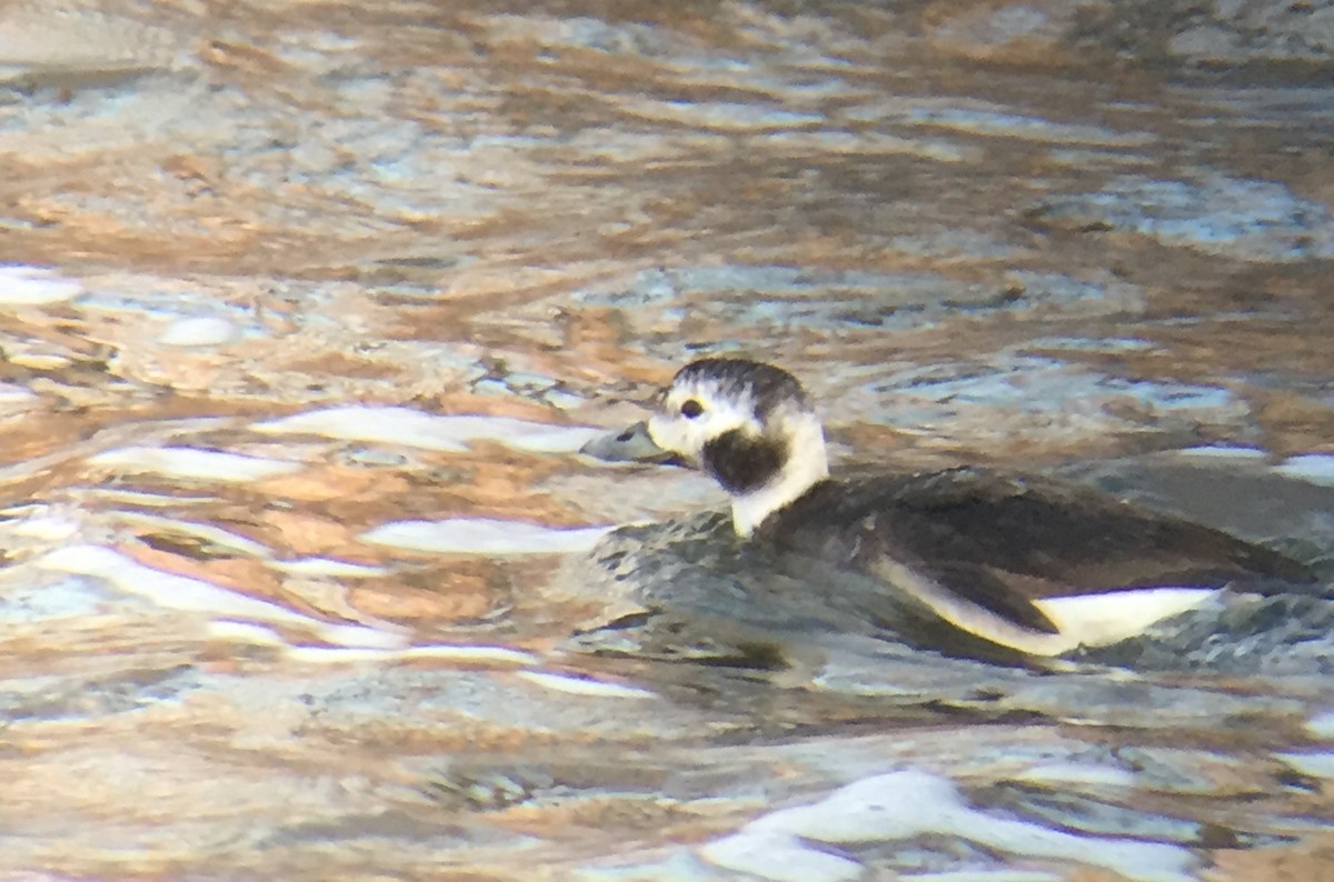 Long-tailed Duck - Tim Cornish