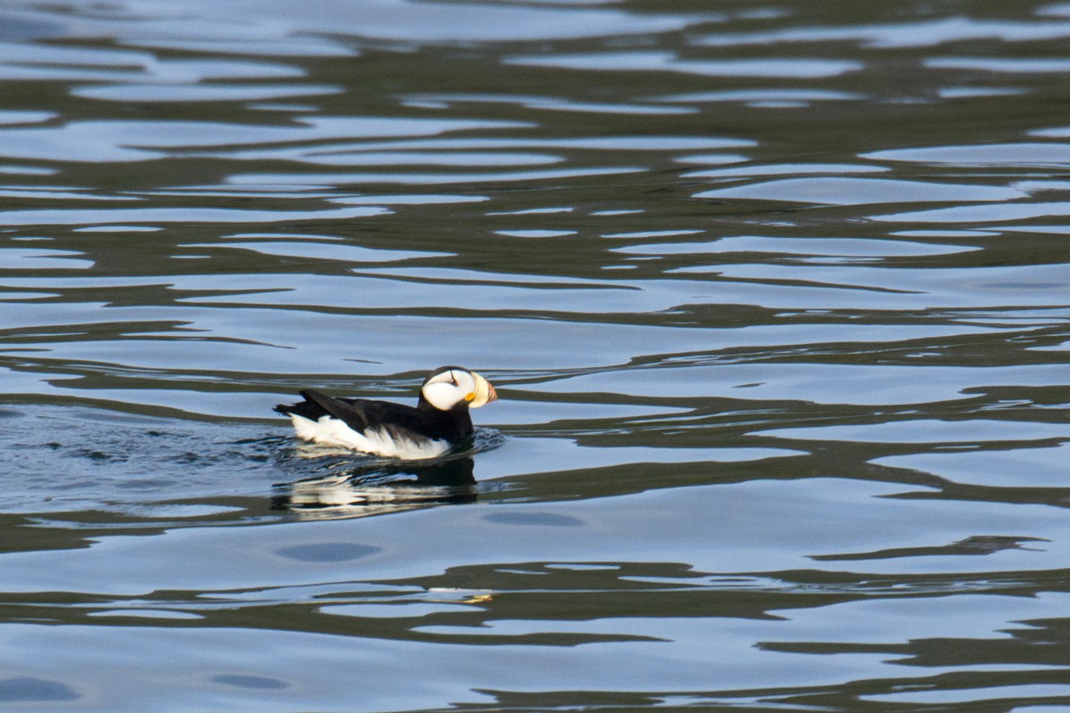 Horned Puffin - ML140529631