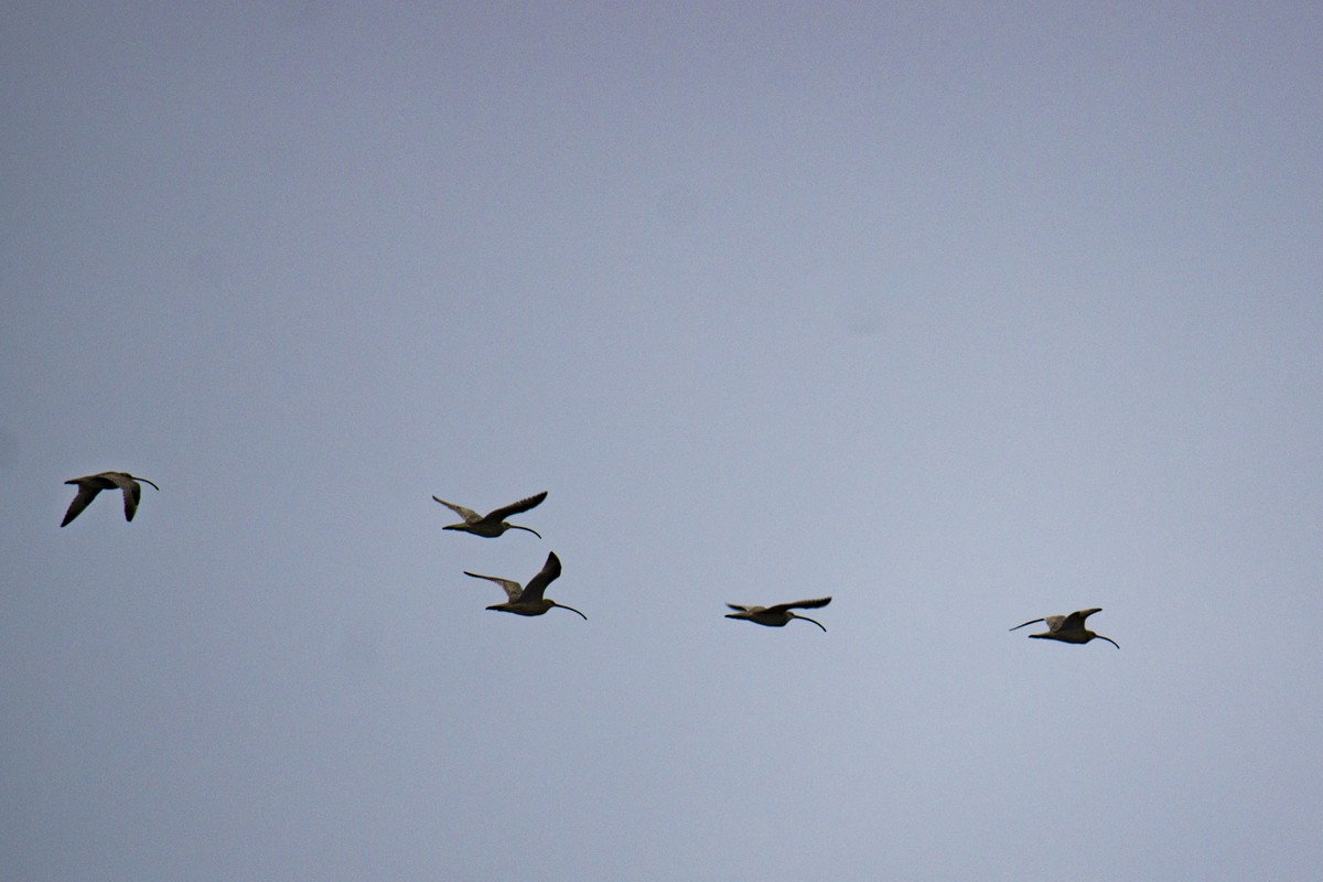 Far Eastern Curlew - ML140530521