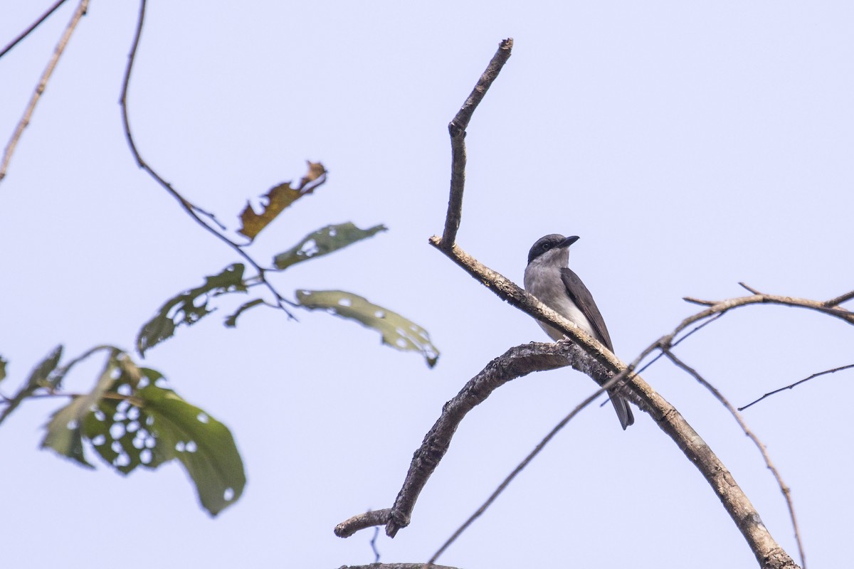 Malabar Woodshrike - ML140533351