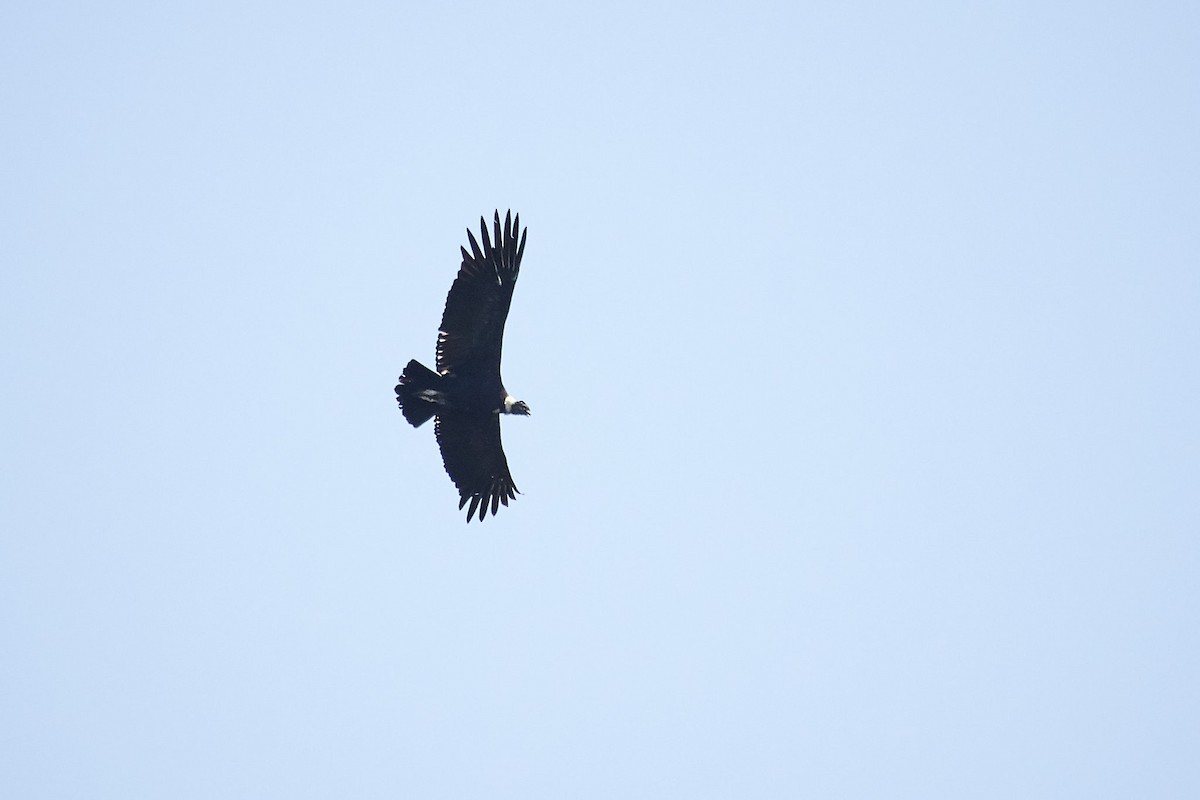 Andean Condor - ML140533451