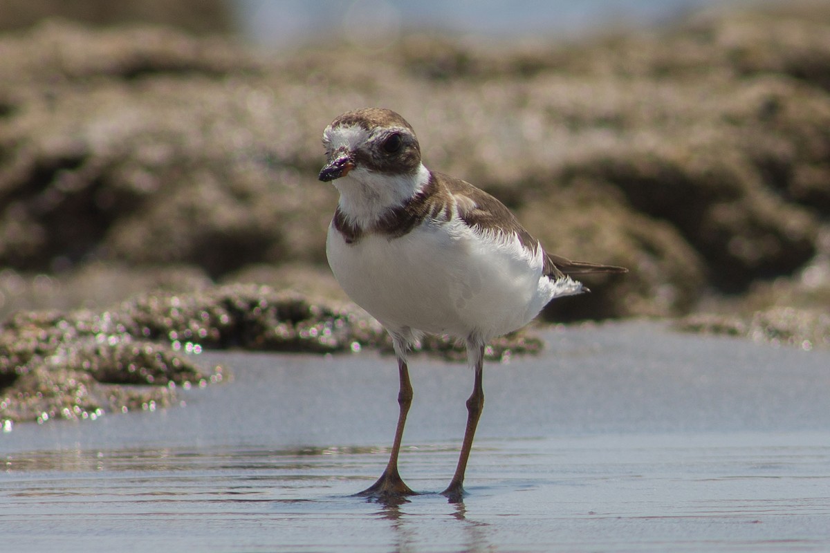 Semipalmated Plover - ML140535411