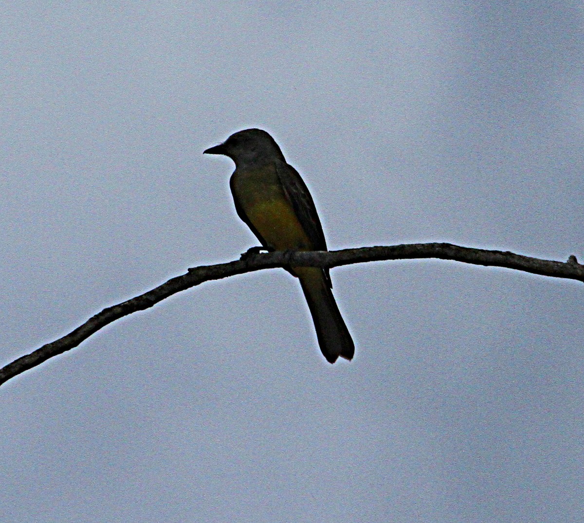 Tropical Kingbird - ML140535761