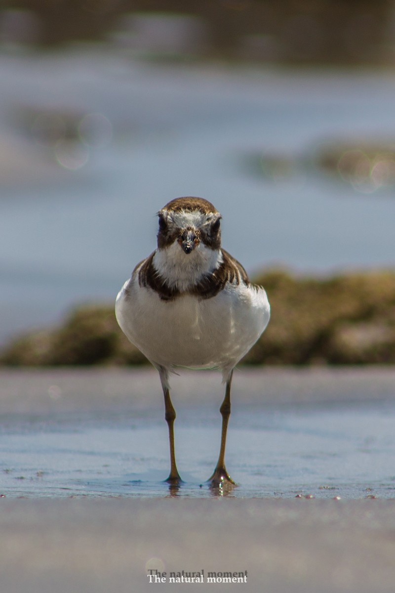 Semipalmated Plover - ML140535791