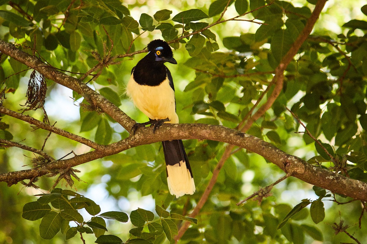 Plush-crested Jay - ML140536151