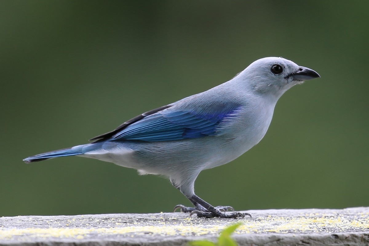 ソライロフウキンチョウ - ML140536651