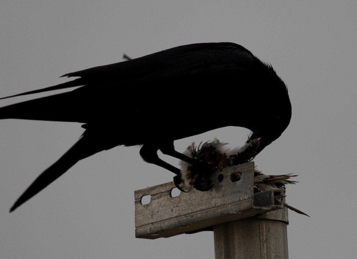 Fish Crow - ML140536951