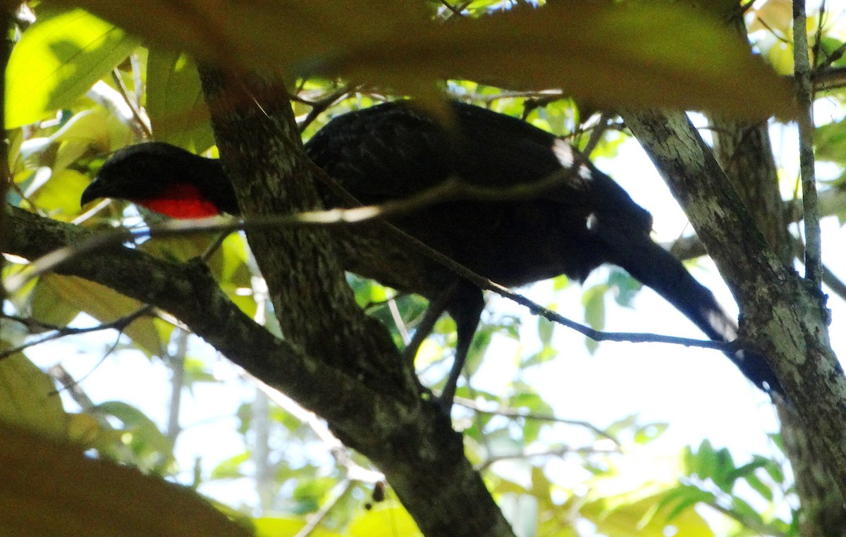 Dusky-legged Guan - ML140537961