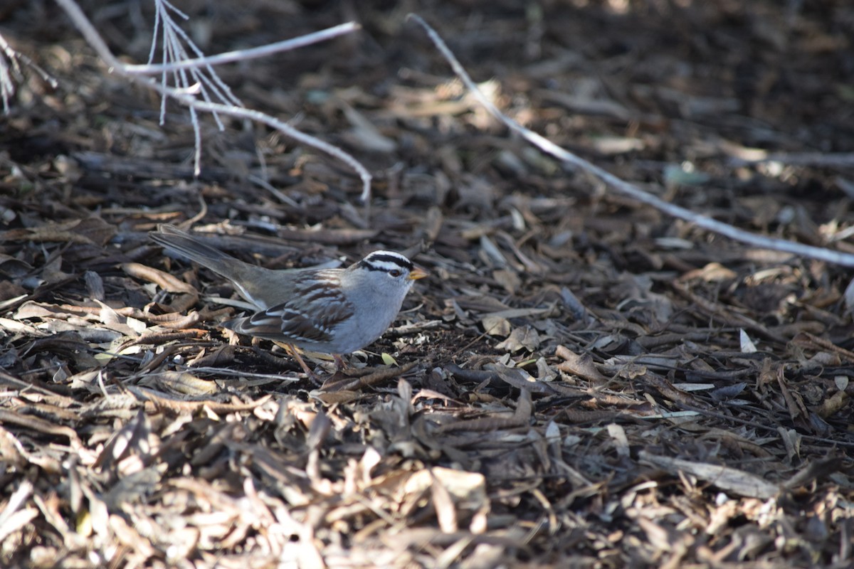 White-crowned Sparrow - Hadie Muller