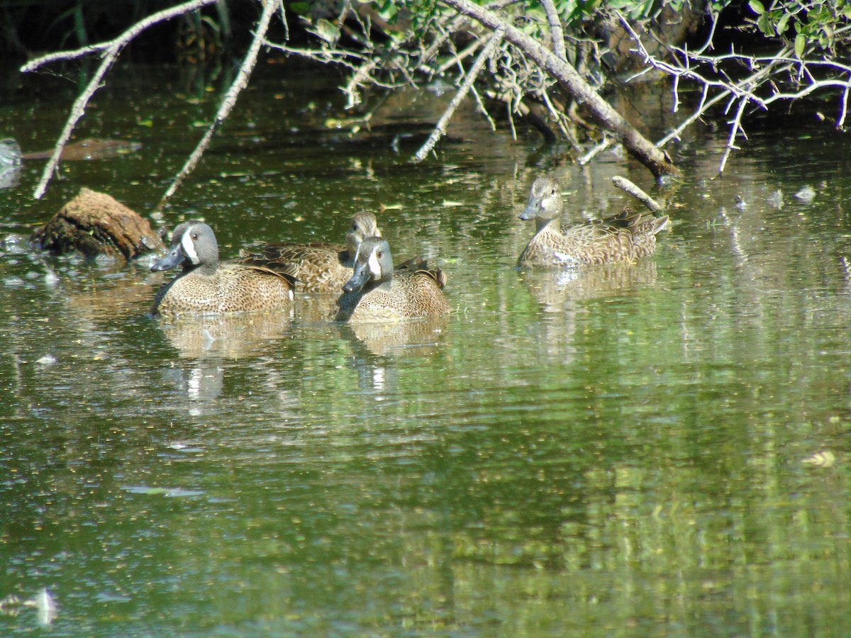 Sarcelle à ailes bleues - ML140540161