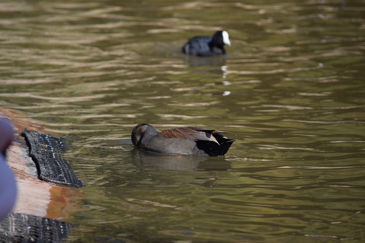 Gadwall - ML140540941