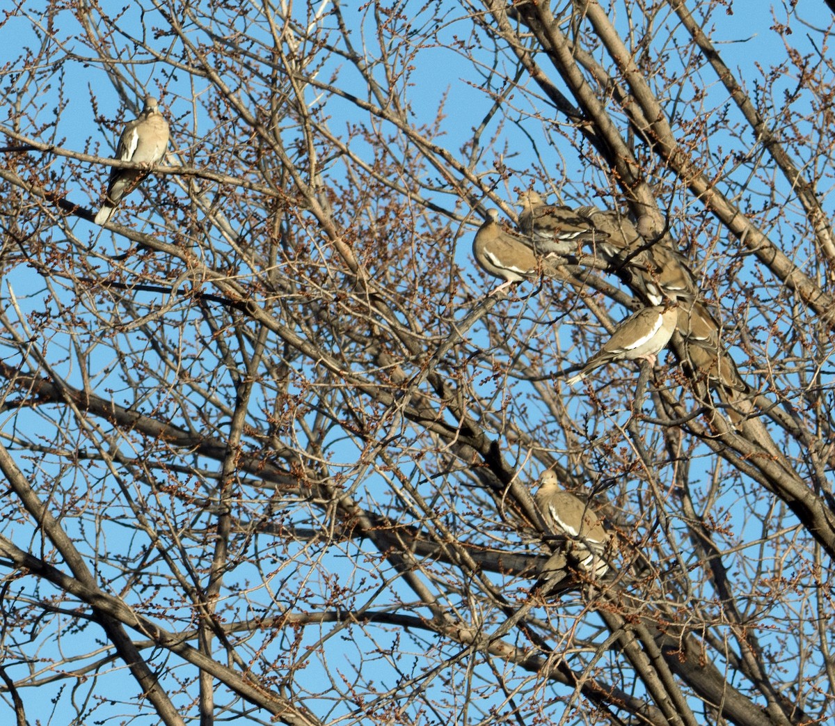 White-winged Dove - Dale Pate