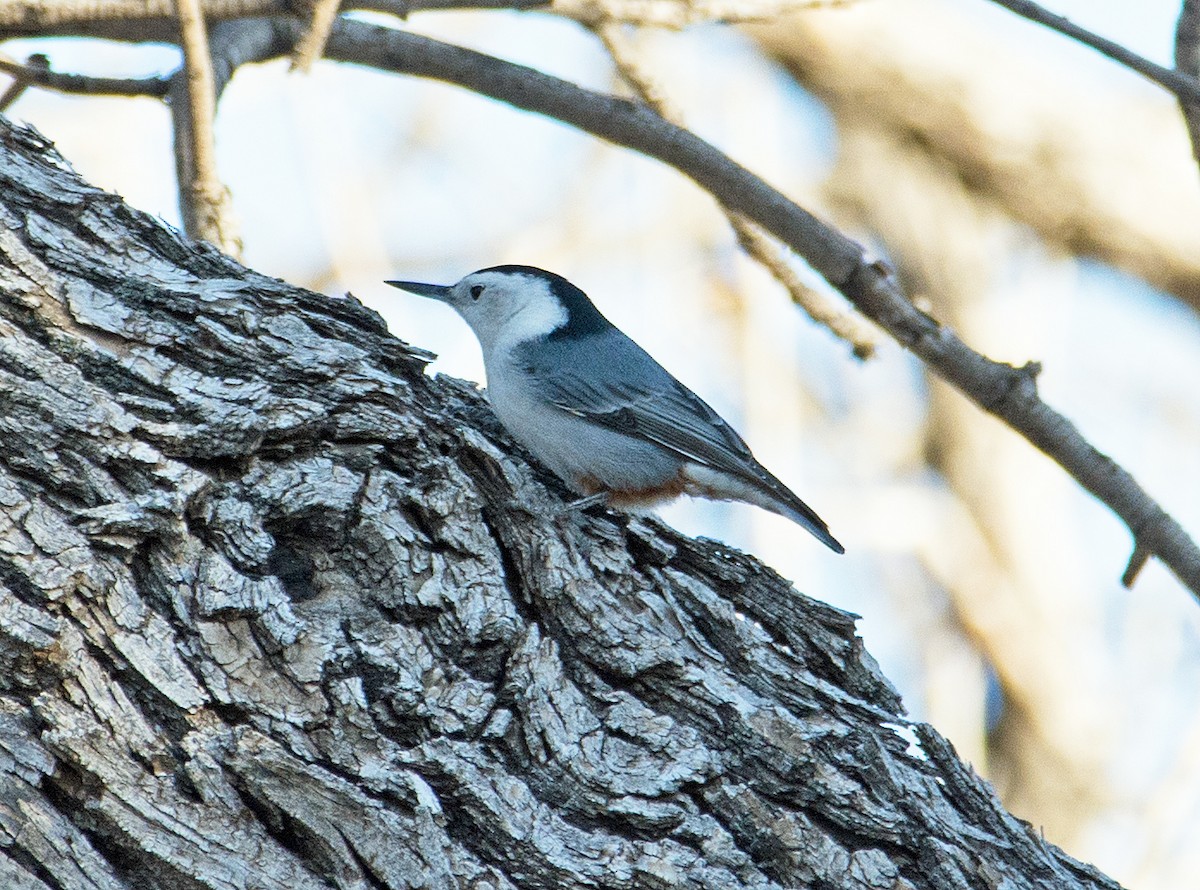 White-breasted Nuthatch (Interior West) - Dale Pate