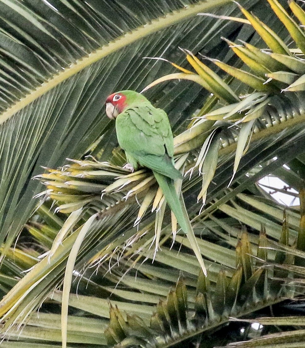 Mitred Parakeet - ML140541511