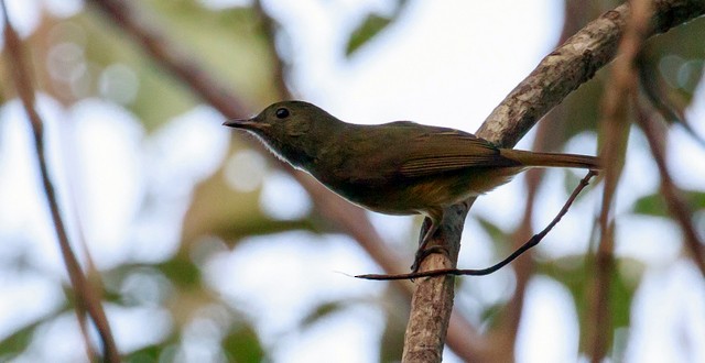 Ochre-bellied Flycatcher - ML140543581