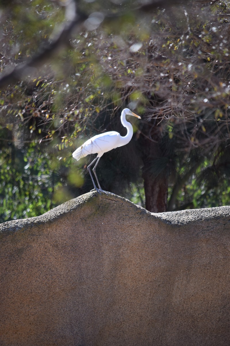 Great Egret - ML140543741