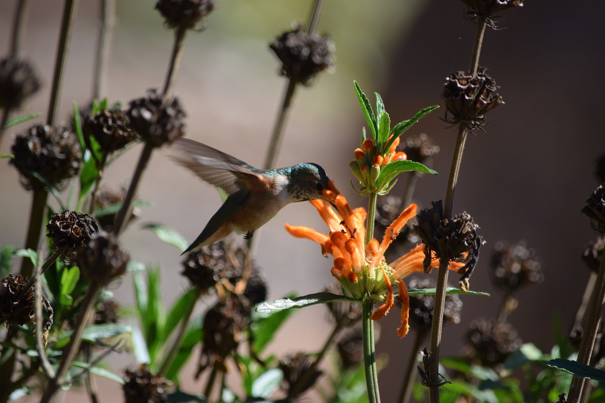 Allen's Hummingbird - ML140544881