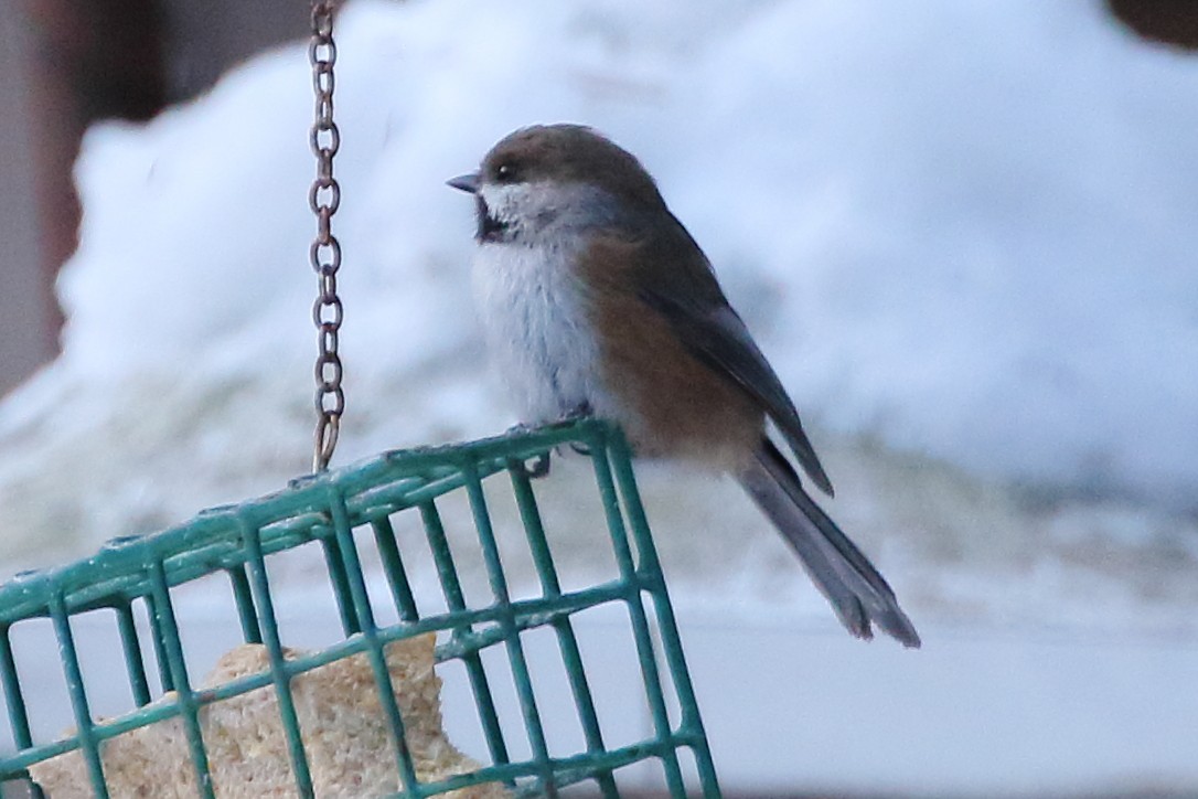 Boreal Chickadee - ML140545321