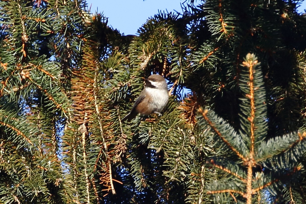 Mésange à tête brune - ML140545331